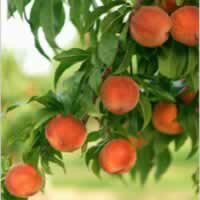 Как вырастить персик в домашних условиях