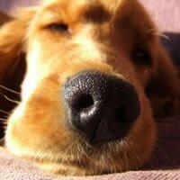 Сухой горячий нос у собаки