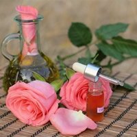 Болезни роз и их лечение
